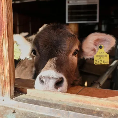 Biobauernhof Gehrnerhof Am Arlberg *